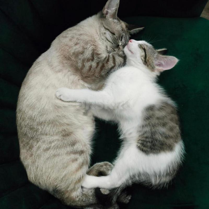 Отдам в добрые руки котенка, мальчик, 1,5 месяца. - Орск