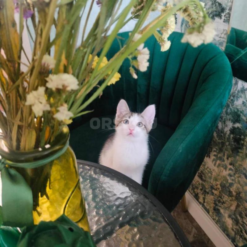 Отдам в добрые руки котенка, мальчик, 1,5 месяца. - Орск