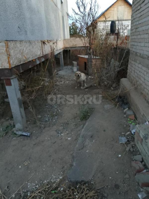 Собаку лобродор девочку 5-6 лет . - Орск