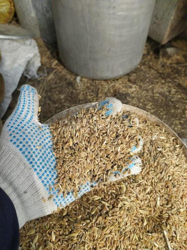 продам зерно пшеница (зерноотходы). - Орск