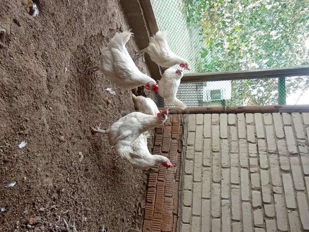 Продам кур несушки 1,5 года. - Орск