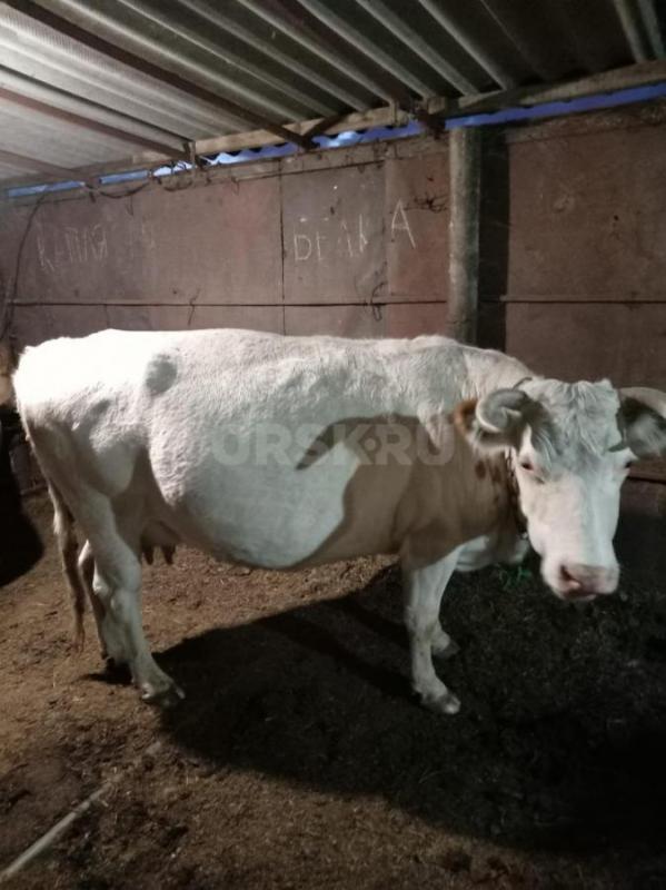 Продам дойных коров. - Ясный