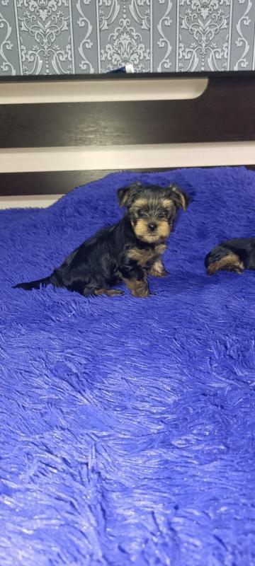 Открыта бронь, на щенков Йоркширского терьера, два мальчика стандарт, девочка Минни рождены 06.09.20 - Новотроицк