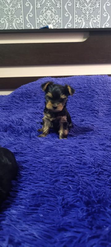 Открыта бронь на щенков Йоркширского терьера, два мальчика стандарт, девочка Минни рождены 06.09.202 - Гай