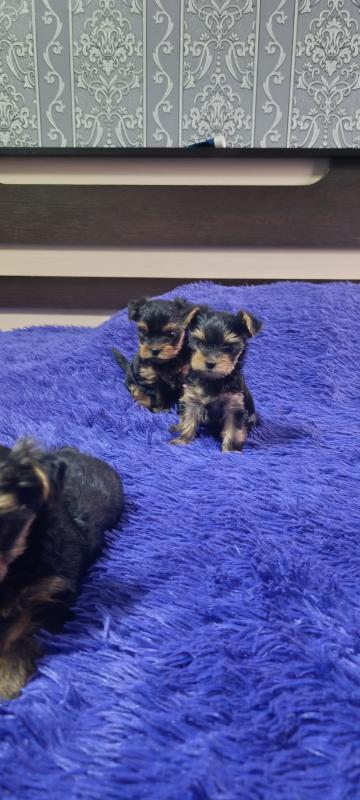 Открыта бронь на щенков Йоркширского терьера, два мальчика стандарт, девочка Минни рождены 06.09.202 - Гай