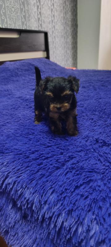 Открыта бронь на щенков Йоркширского терьера, два мальчика стандарт, девочка Минни рождены 06.09.202 - Гай