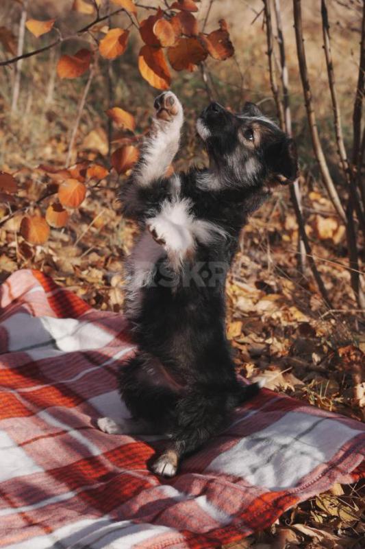 Очаровательная умная щенок-девочка, 1,5 месяца. - Орск