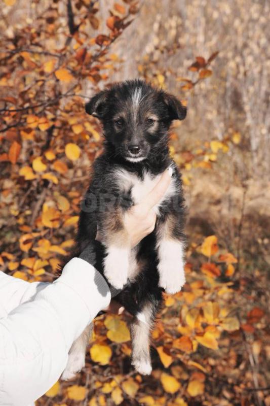Очаровательная умная щенок-девочка, 1,5 месяца. - Орск