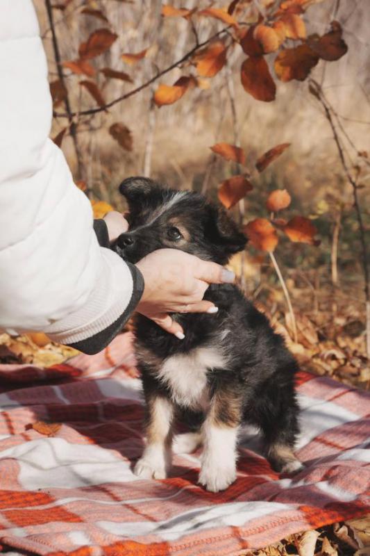 Очаровательная умная щенок-девочка, 1,5 месяца. - Орск