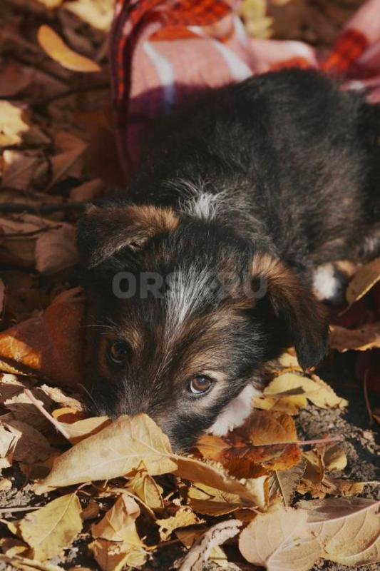Очаровательная умная щенок-девочка, 1,5 месяца. - Орск