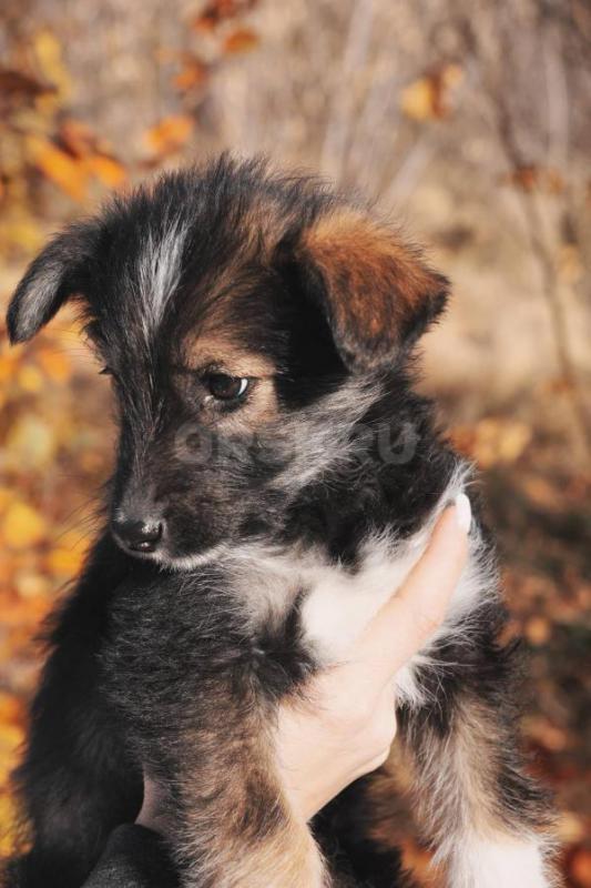 Очаровательная умная щенок-девочка, 1,5 месяца. - Орск