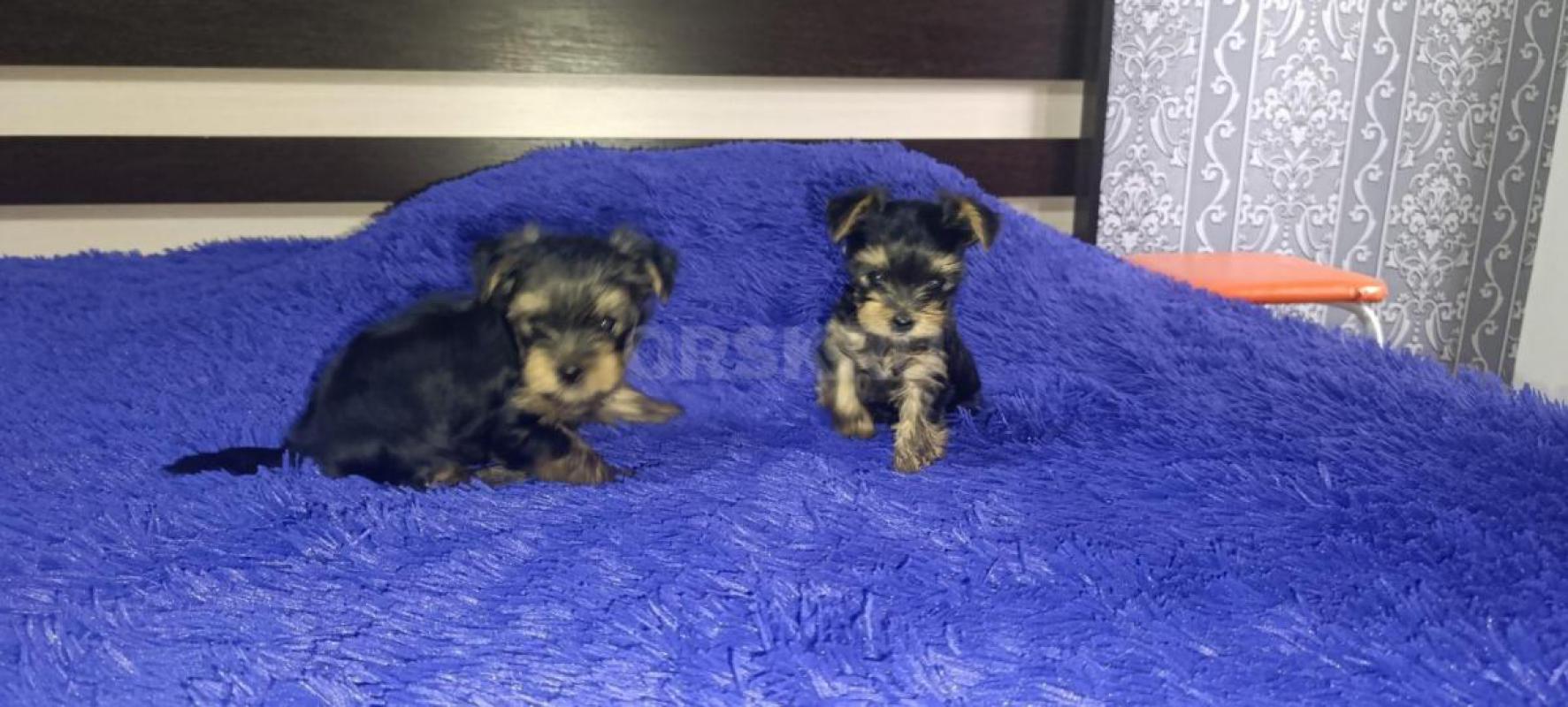 Открыта бронь, на щенков Йоркширского терьера, два мальчика стандарт, девочка Минни рождены 06.09.20 - Орск