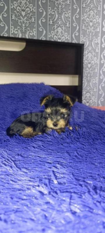 Открыта бронь, на щенков Йоркширского терьера, два мальчика стандарт, девочка Минни рождены 06.09.20 - Орск