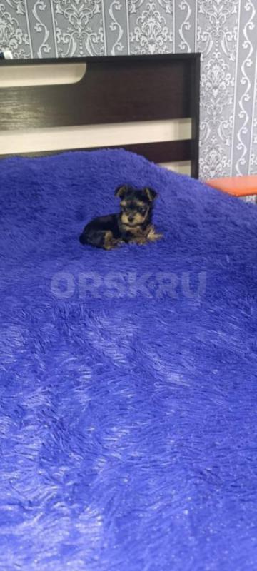 Открыта бронь, на щенков Йоркширского терьера, два мальчика стандарт, девочка Минни рождены 06.09.20 - Орск