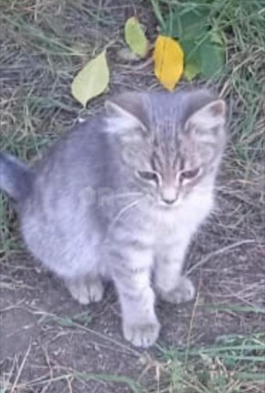 Спасите маленького котенка!!! - Орск