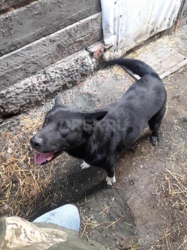 Отдам даром кабеля 1,5 года даром в хорошие руки. - Гай