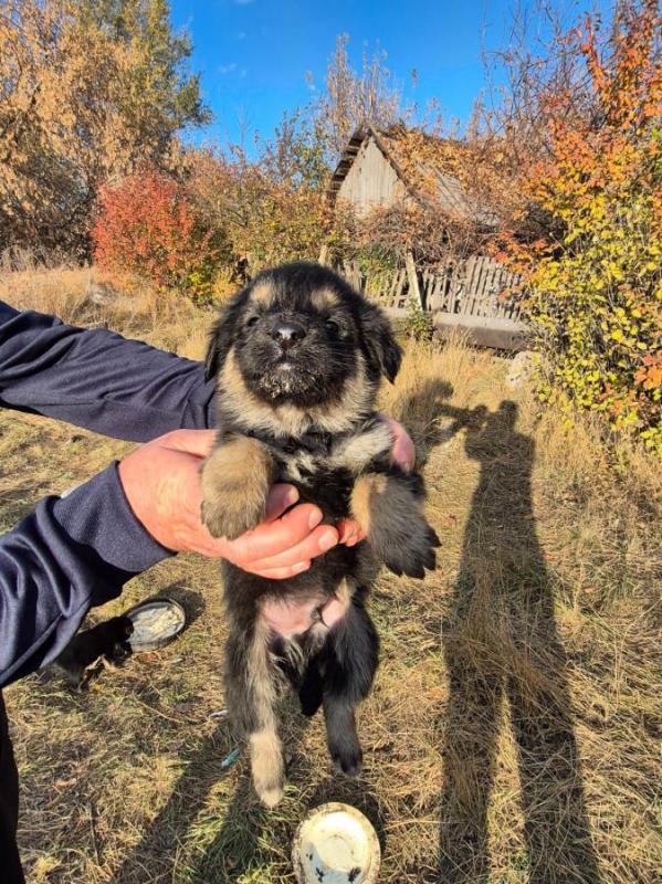 Орск, Новотроицк, Гай и другие населённые пункты, Земляки ! - Орск