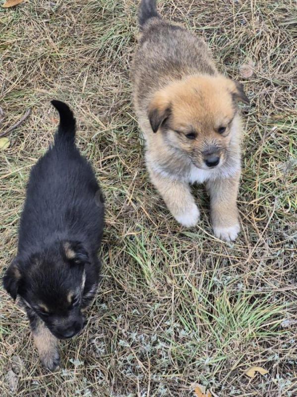 Орск, Новотроицк, Гай и другие населённые пункты, Земляки ! - Орск