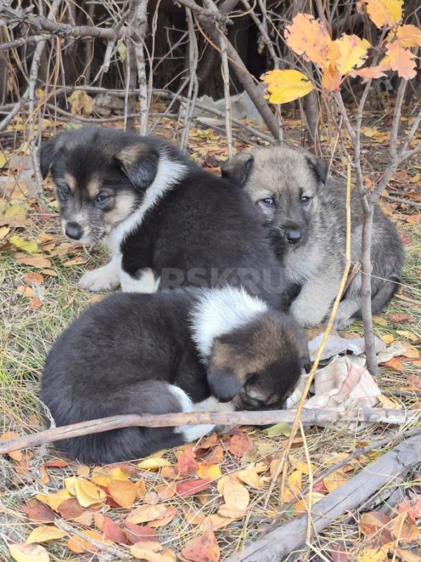 Орск, Новотроицк, Гай и другие населённые пункты, Земляки ! - Орск