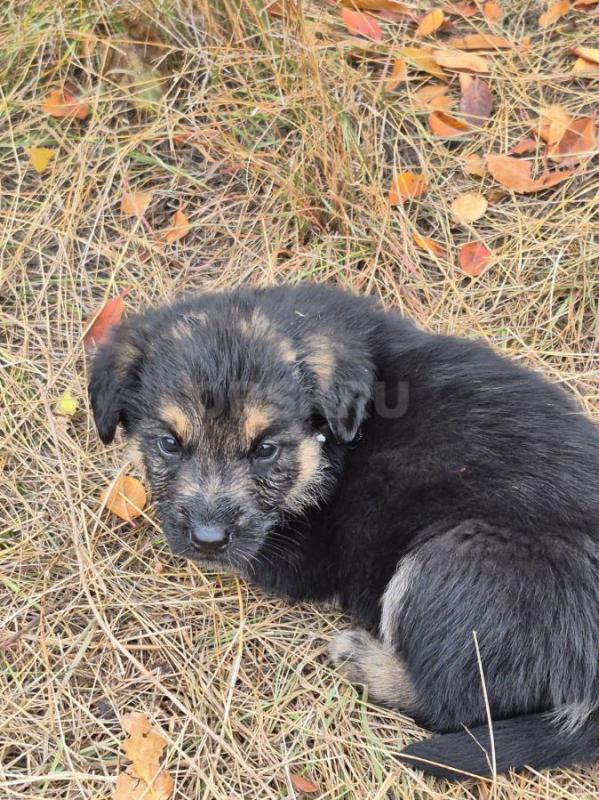 Орск, Новотроицк, Гай и другие населённые пункты, Земляки ! - Орск