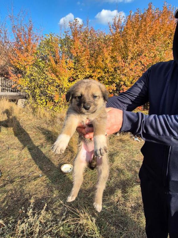 Орск, Новотроицк, Гай и другие населённые пункты, Земляки ! - Орск