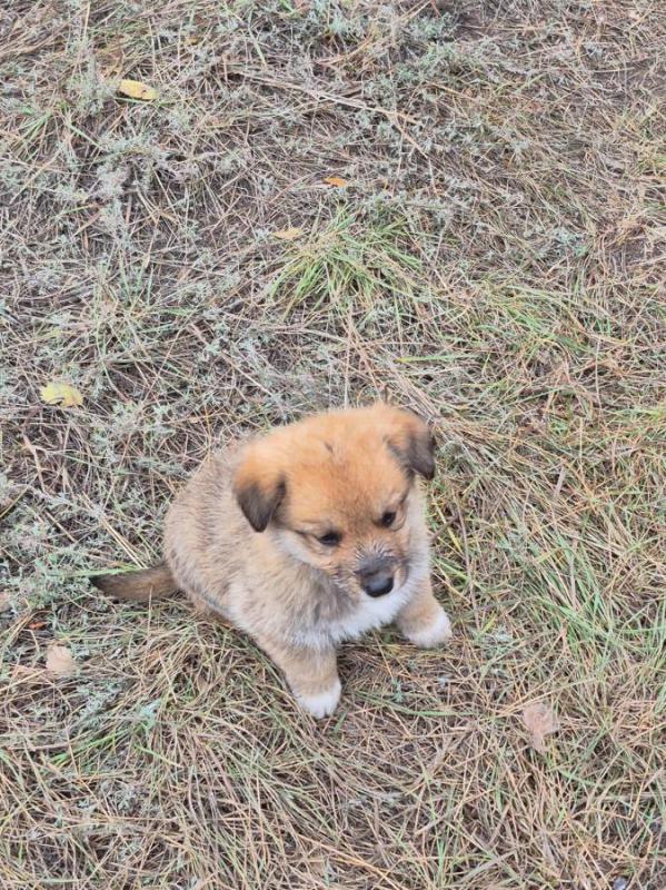 Орск, Новотроицк, Гай и другие населённые пункты, Земляки ! - Орск