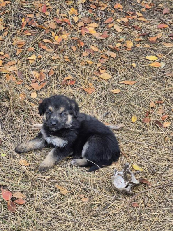 Орск, Новотроицк, Гай и другие населённые пункты, Земляки ! - Орск
