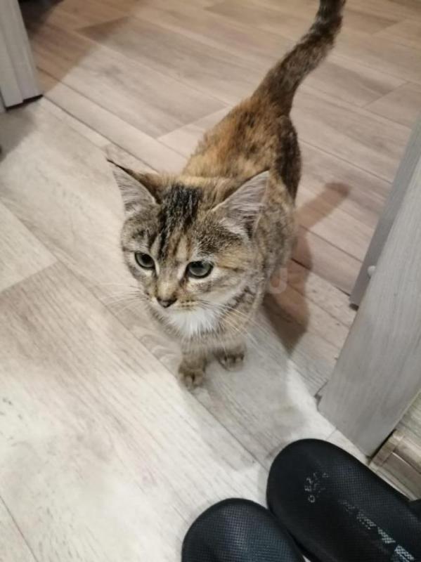 Кошечка в добрые и заботливые руки. - Орск