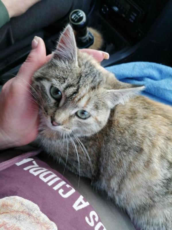Кошечка в добрые и заботливые руки. - Орск