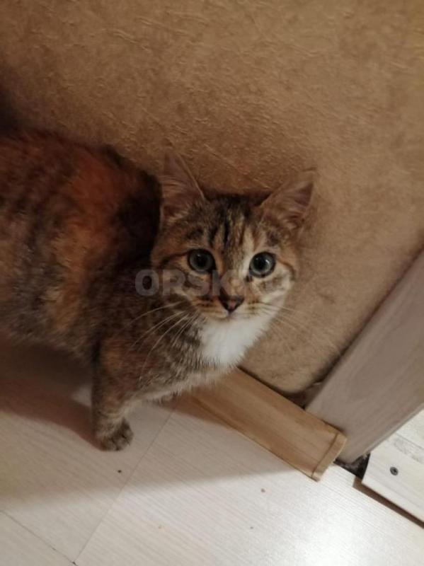 Кошечка в добрые и заботливые руки. - Орск