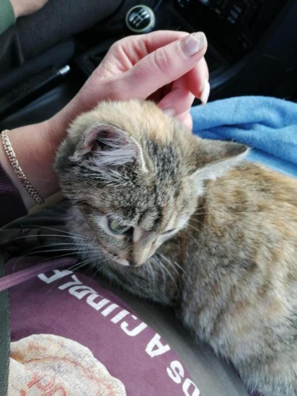 Кошечка в добрые и заботливые руки. - Орск