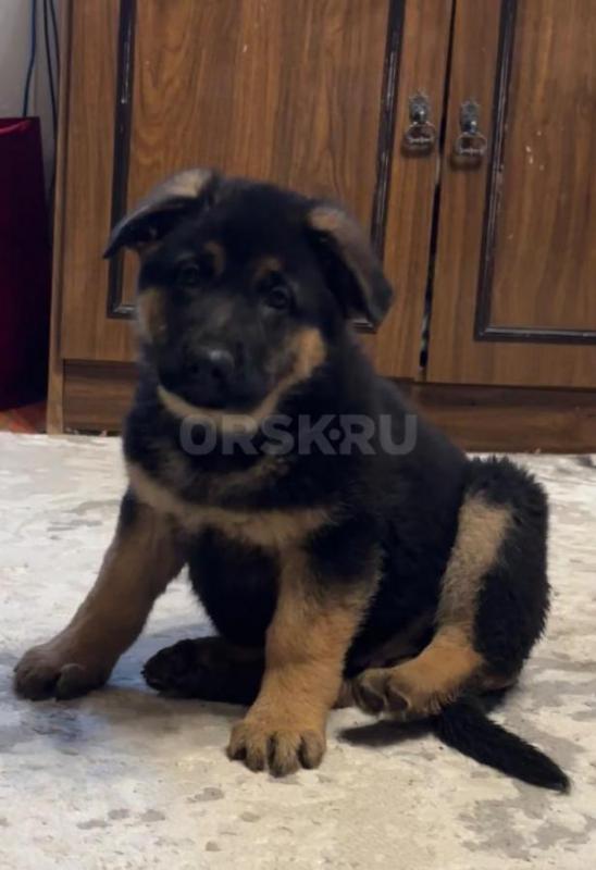 Жду самых лучших хозяев. - Орск