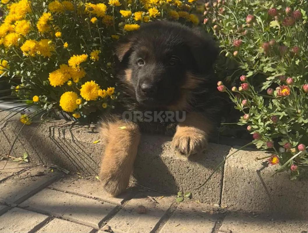 Жду самых лучших хозяев. - Орск