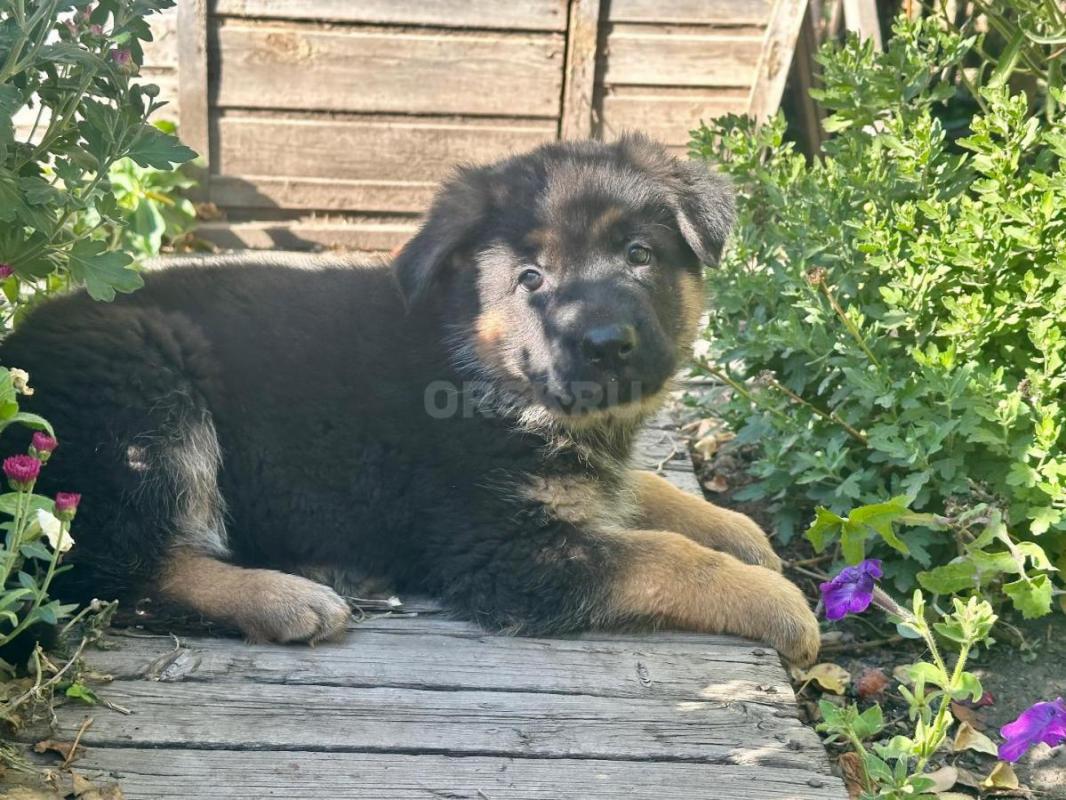 Жду самых лучших хозяев. - Орск