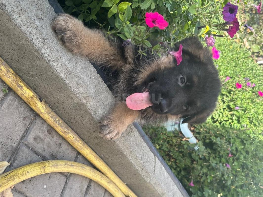 Жду самых лучших хозяев. - Орск