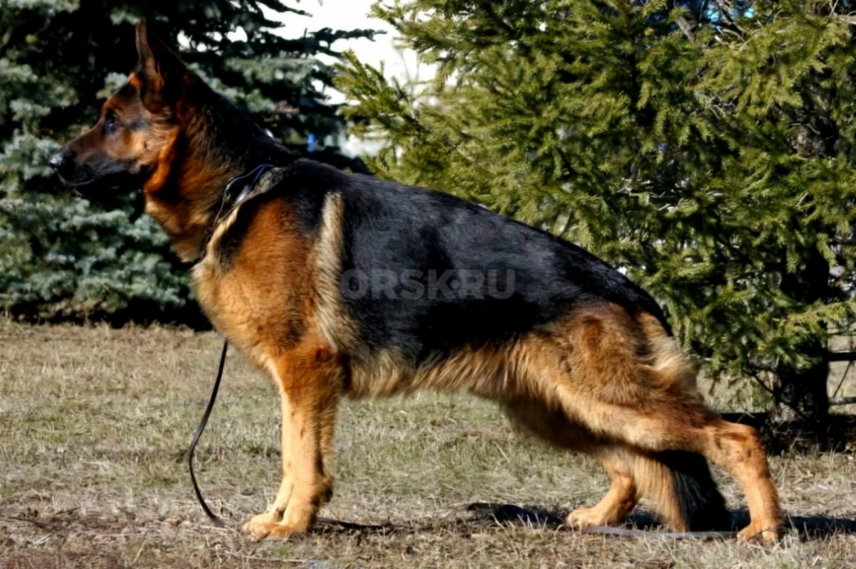 Жду самых лучших хозяев. - Орск