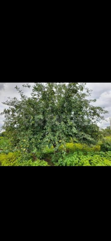 Продам ухоженный дачный участок 7,8 соток с домом. - Орск