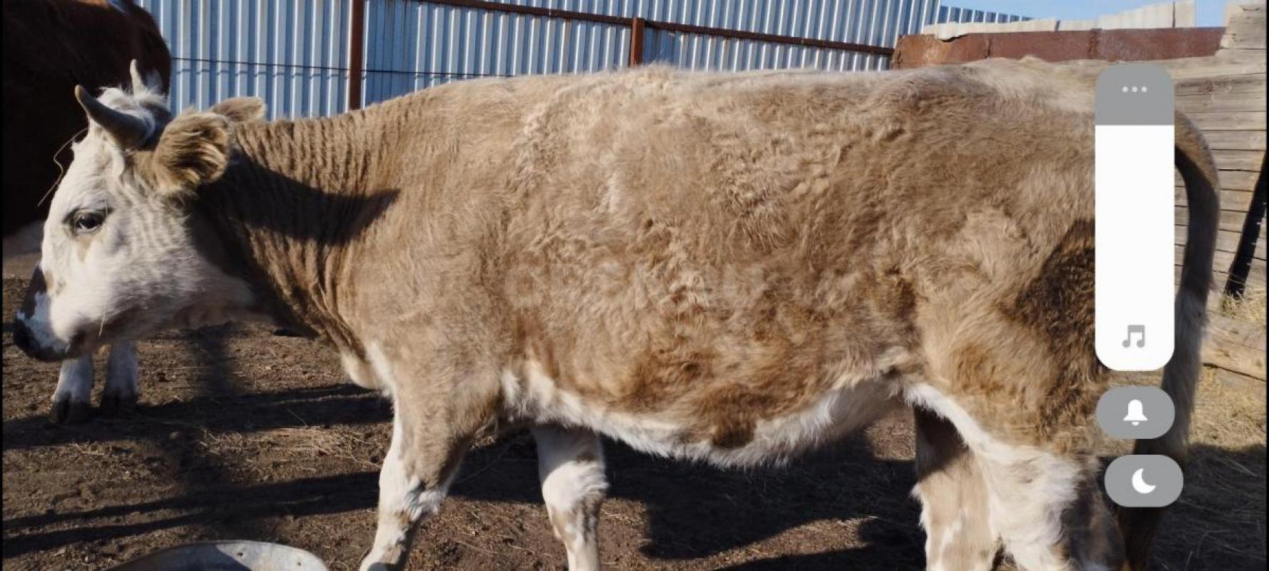 Продам 3-х телок,1.5,1.7,1.7.,цена договорная .стельные,сементалки. - Орск