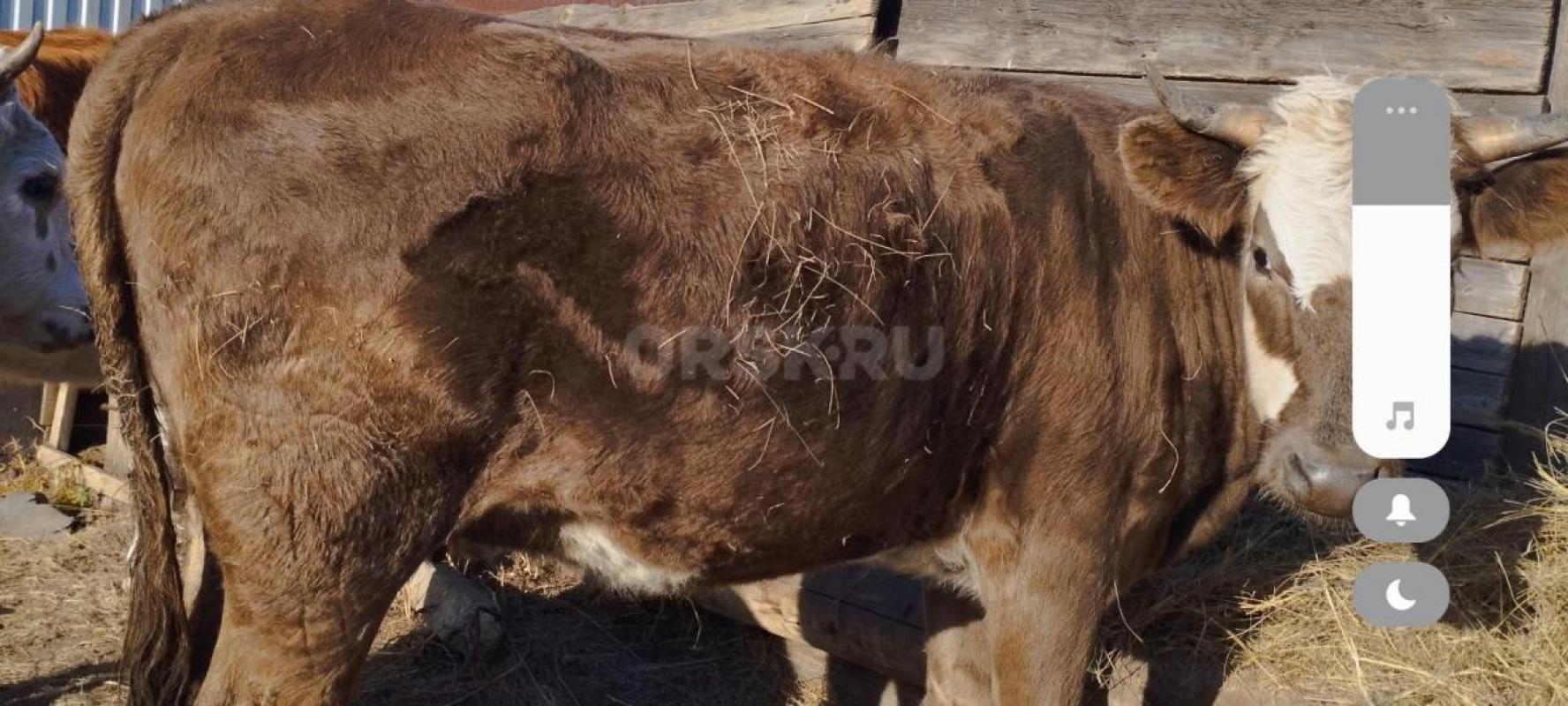 Продам 3-х телок,1.5,1.7,1.7.,цена договорная .стельные,сементалки. - Орск