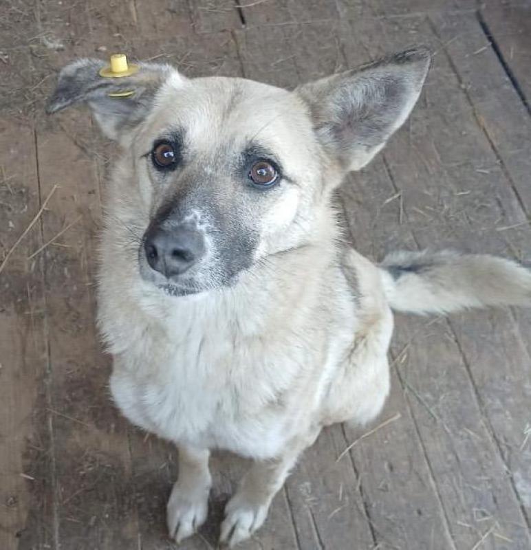 ОЧЕНЬ ИЩЕМ ДОМ ДЛЯ БЕЛКИ! - Орск