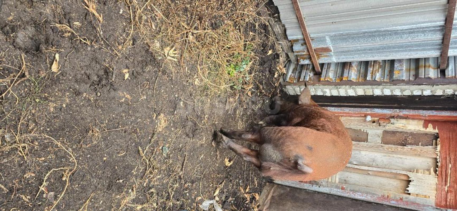 Продам хряка на племя, в конце декабря будет год, порода чистый дюрок, или обмен на кастрата - Орск