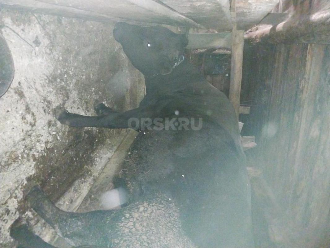 Продам на мясо или на племя быка 1,8 мес. - Гай