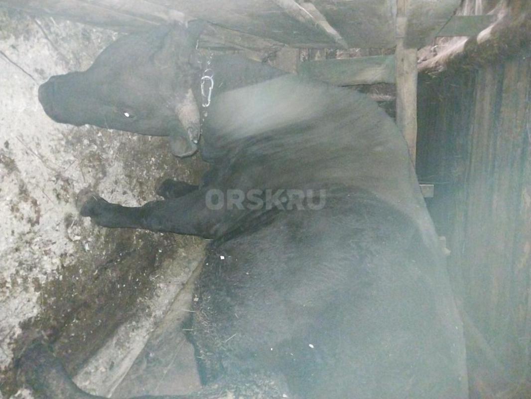 Продам на мясо или на племя быка 1,8 мес. - Гай