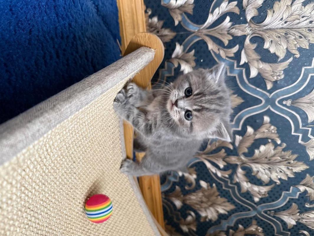 Очаровательные шотландские котята с отличной родословной ждут любящих хозяев! - Орск