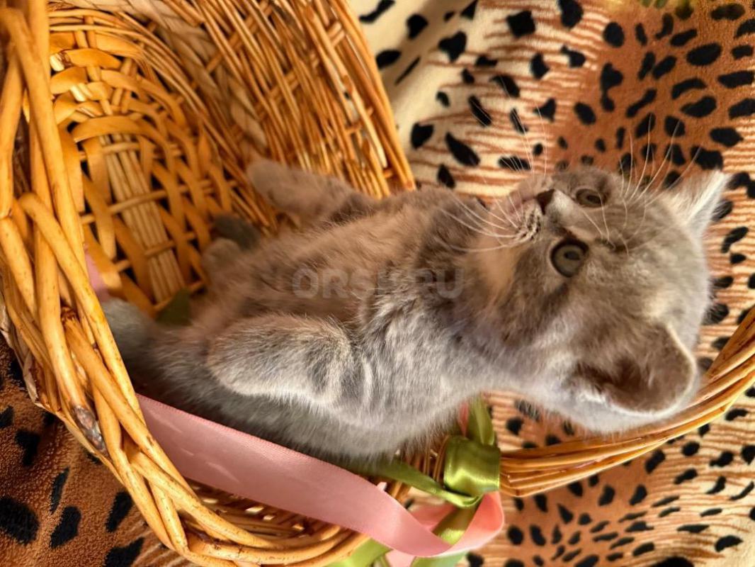 Очаровательные шотландские котята с отличной родословной ждут любящих хозяев! - Орск