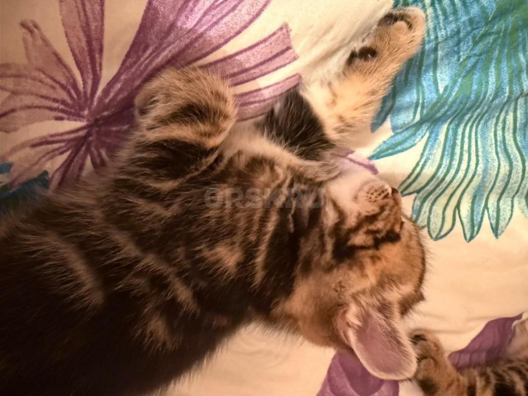 Очаровательные шотландские котята с отличной родословной ждут любящих хозяев! - Орск