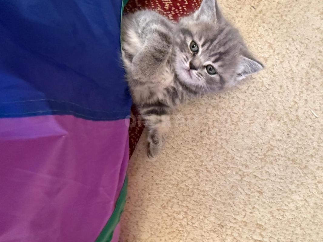 Очаровательные шотландские котята с отличной родословной ждут любящих хозяев! - Орск
