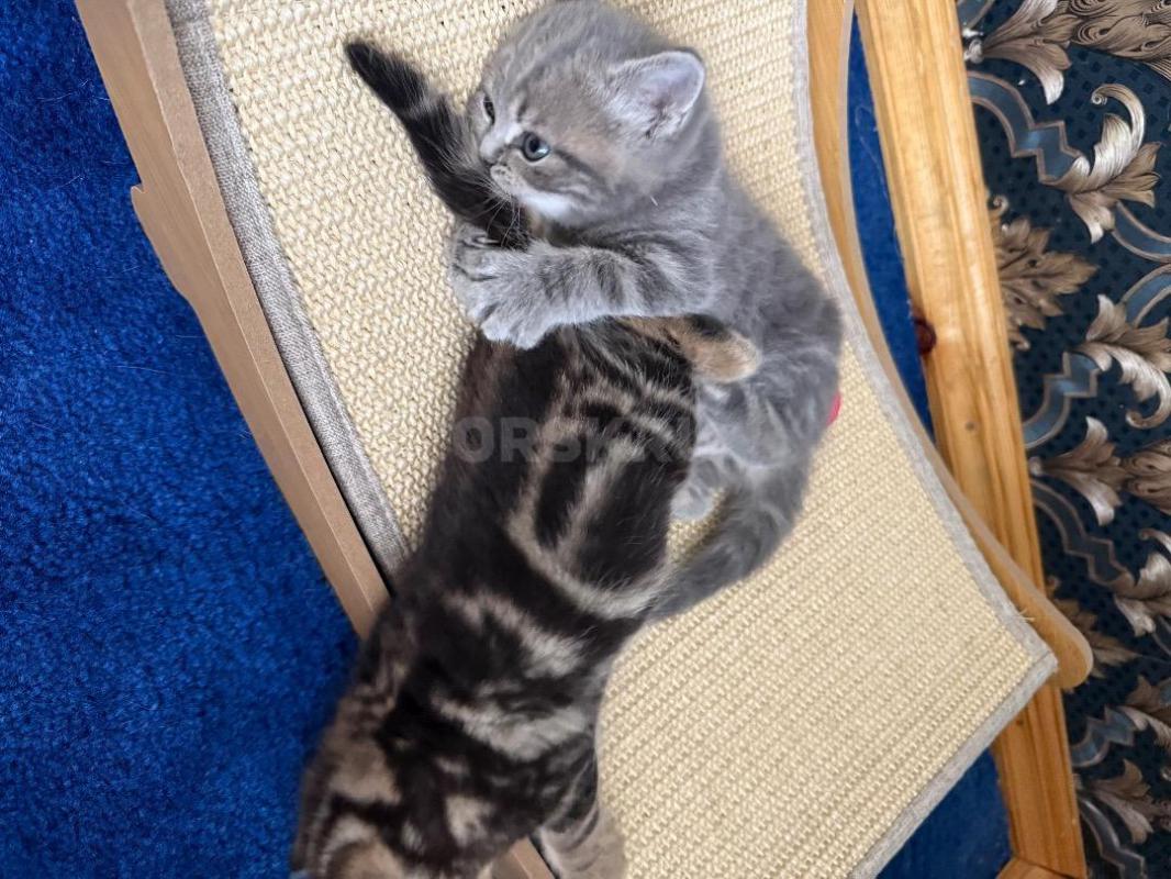 Очаровательные шотландские котята с отличной родословной ждут любящих хозяев! - Орск