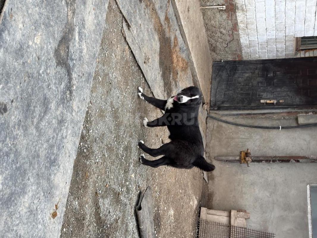 Подрощенная девочка САО(алабай). - Новотроицк