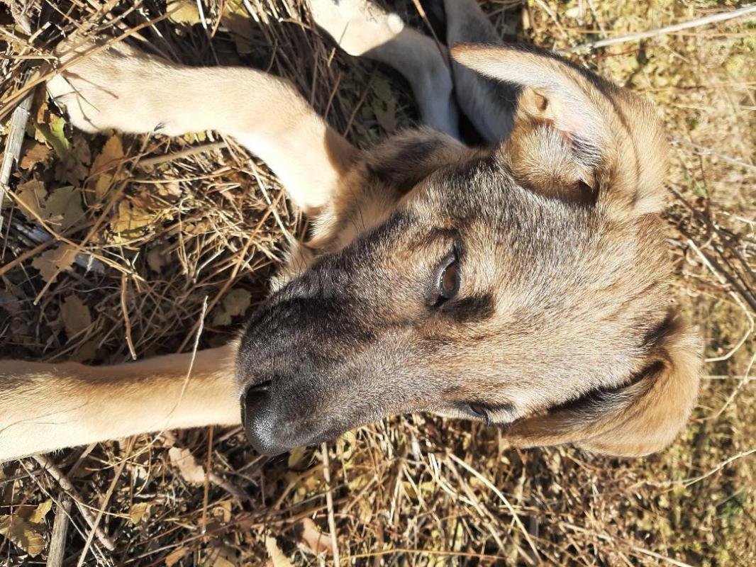 Щенки-мальчик и девочка, родились 14 июля, привитые, коммуникабельные, лают, охраняют, играют, шустр - Орск